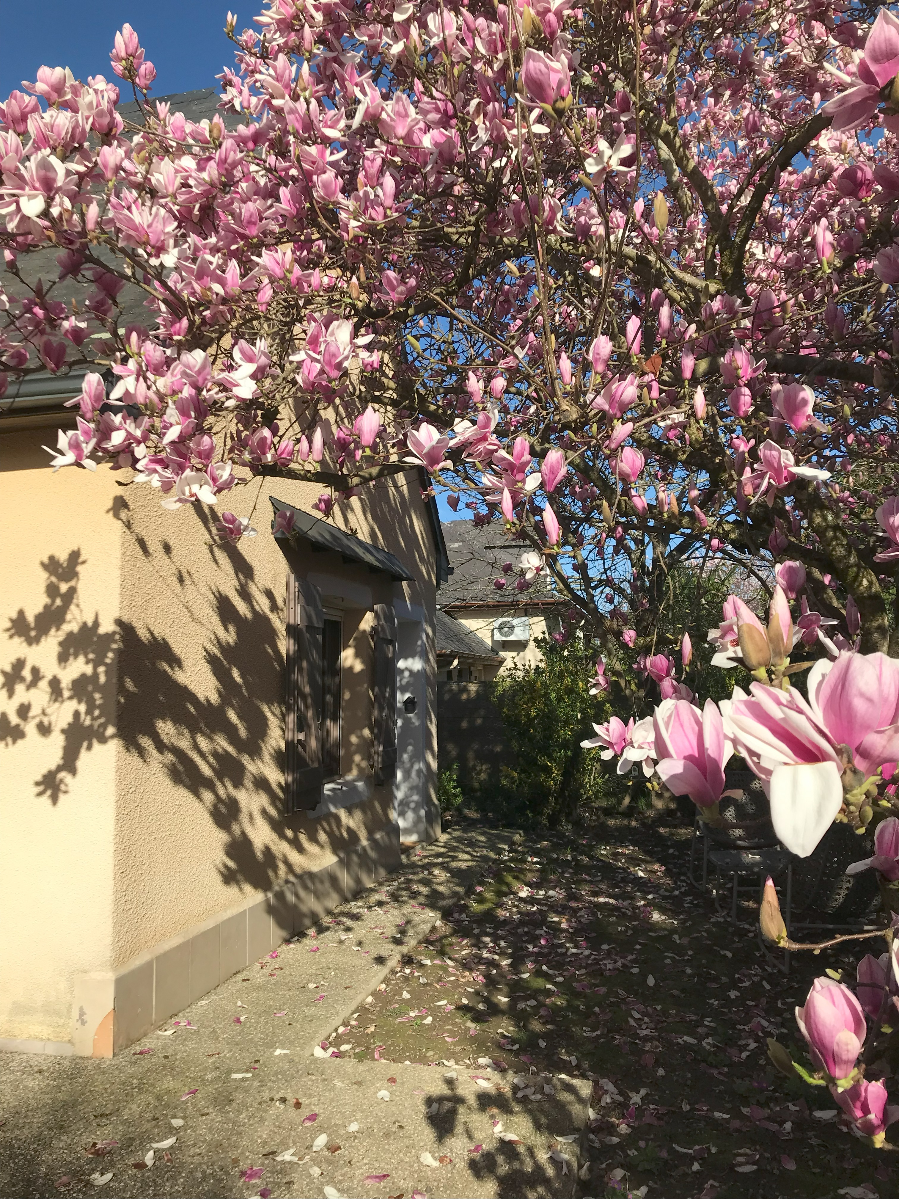 Sous le magnolia