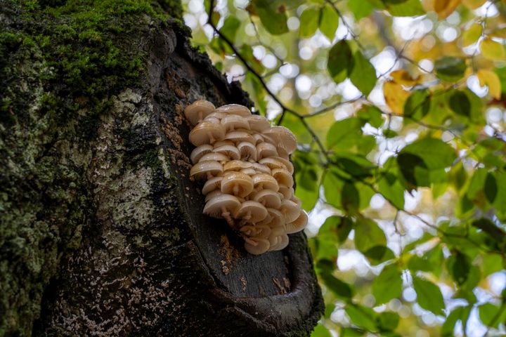 Découverte et recensement des champignons dans la forêt des Loges