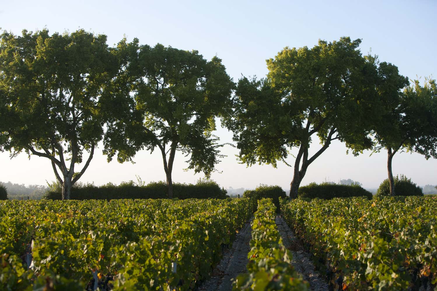 Chateau Chasse Spleen Moulis en Médoc Domaine