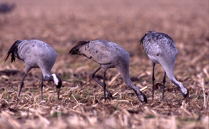  Couple de grues avec leur jeune de l'année 