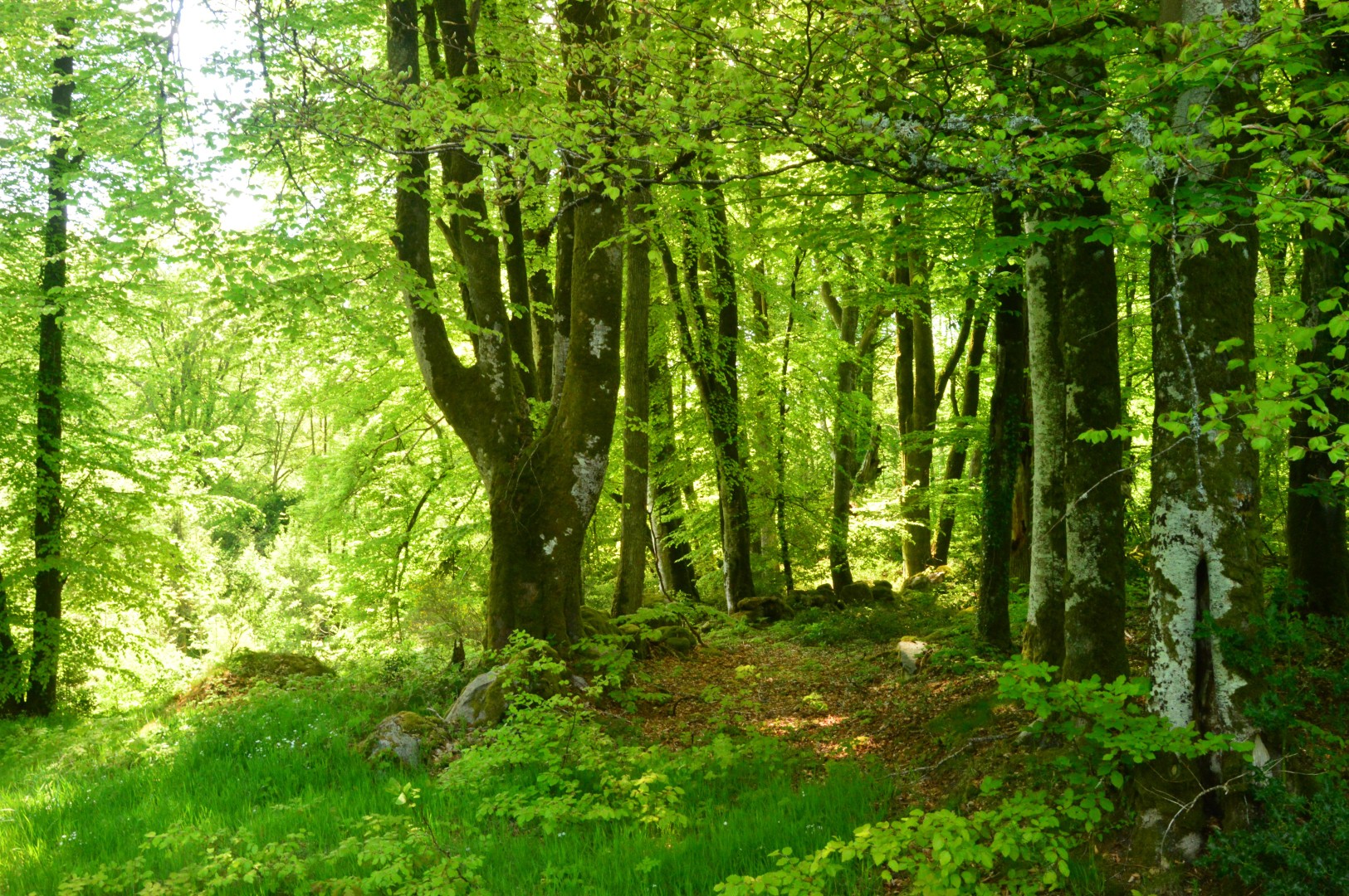Circuit Pédestre N°29 CC : "Promenons-nous dans les bois de Lépinas"