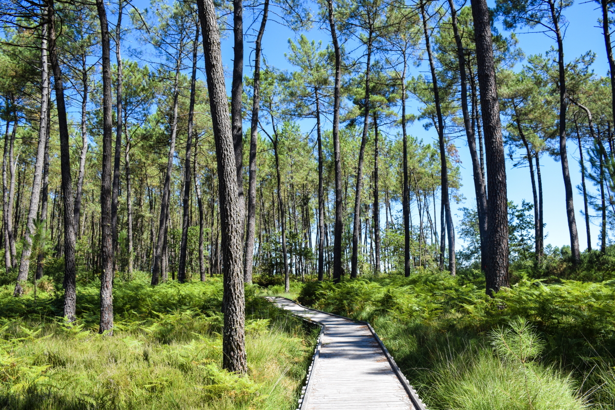 Sentier des Tourbières de l'Estanque