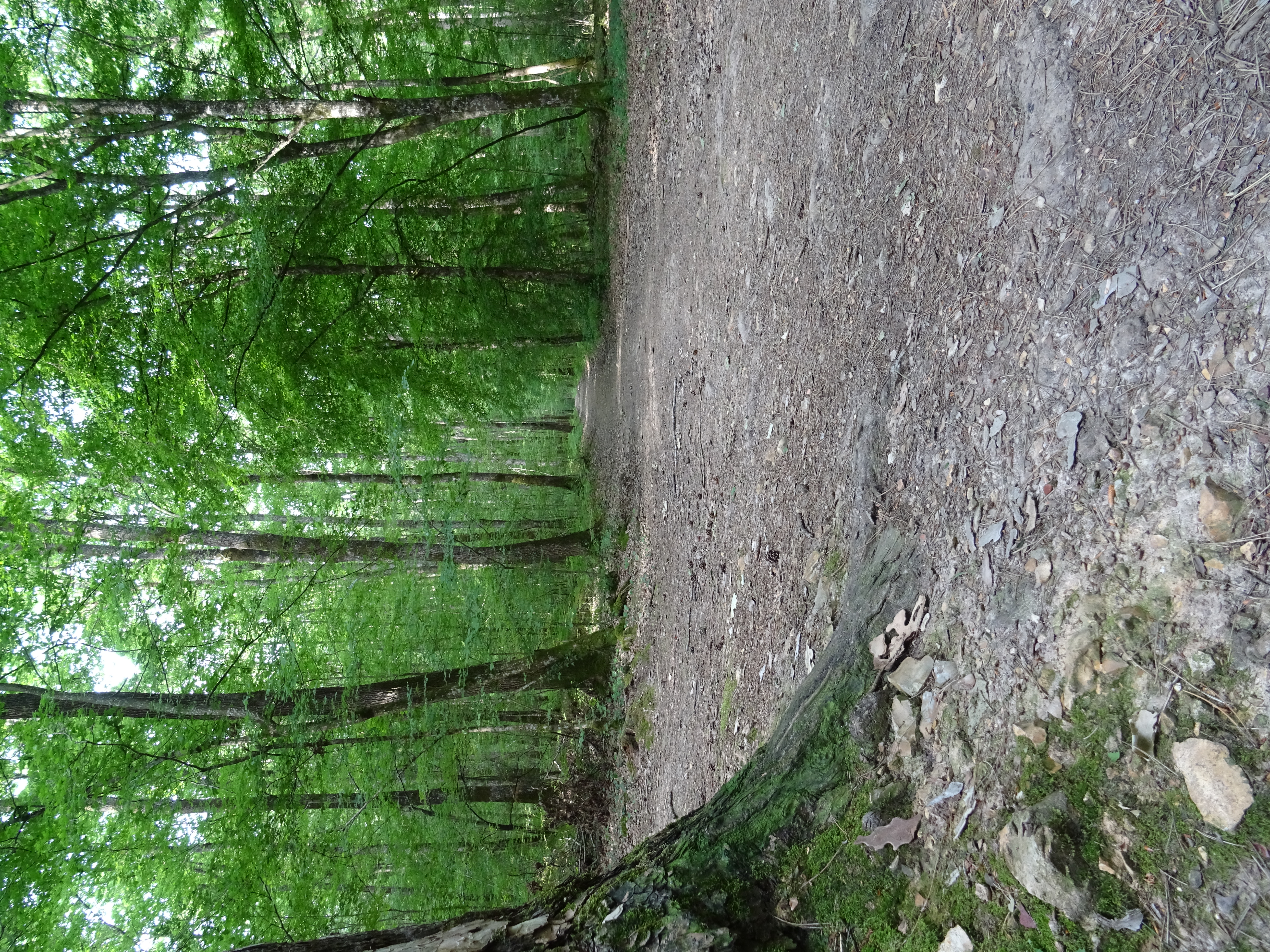 Forêt de Vouillé St Hilaire