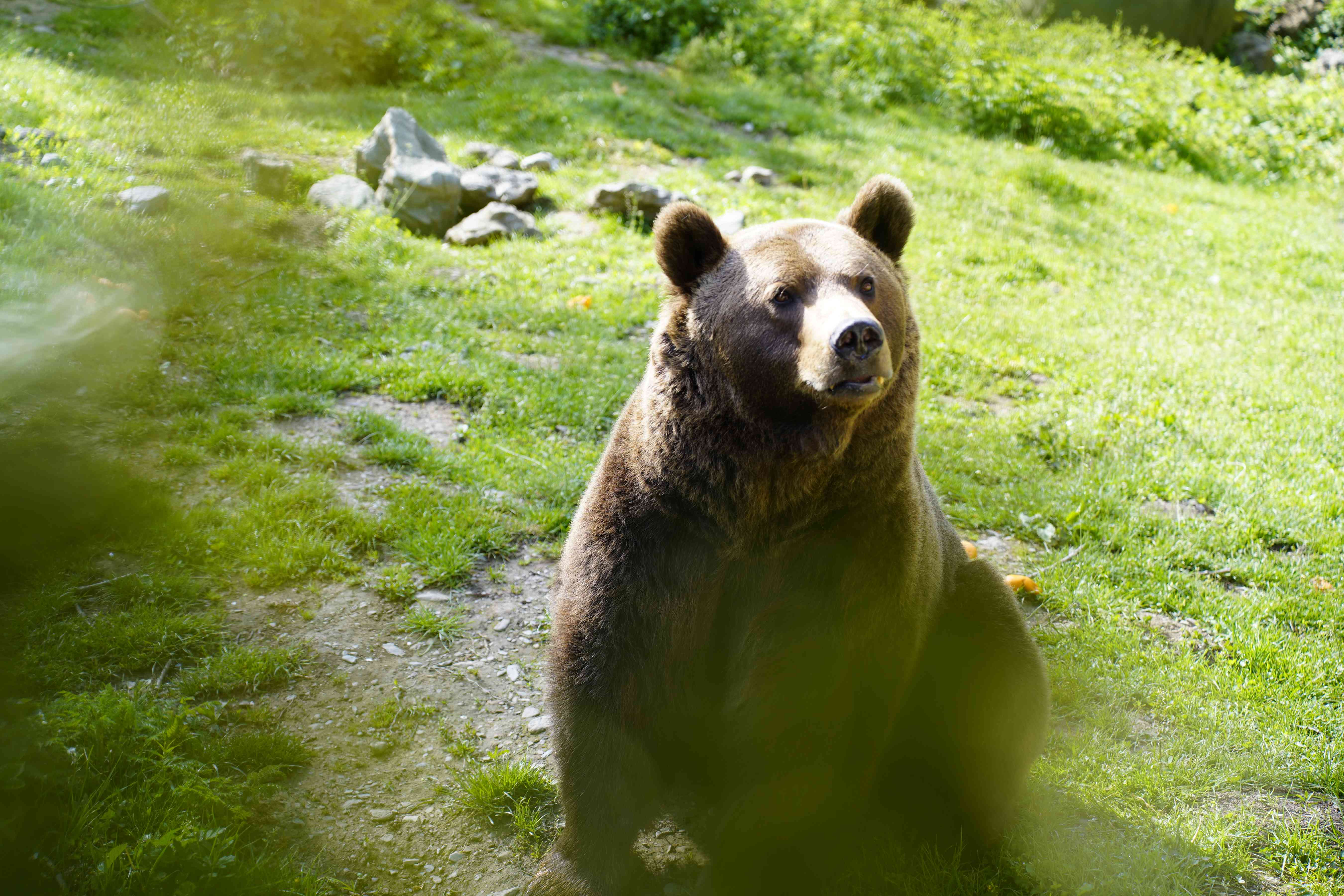 Parc'Ours