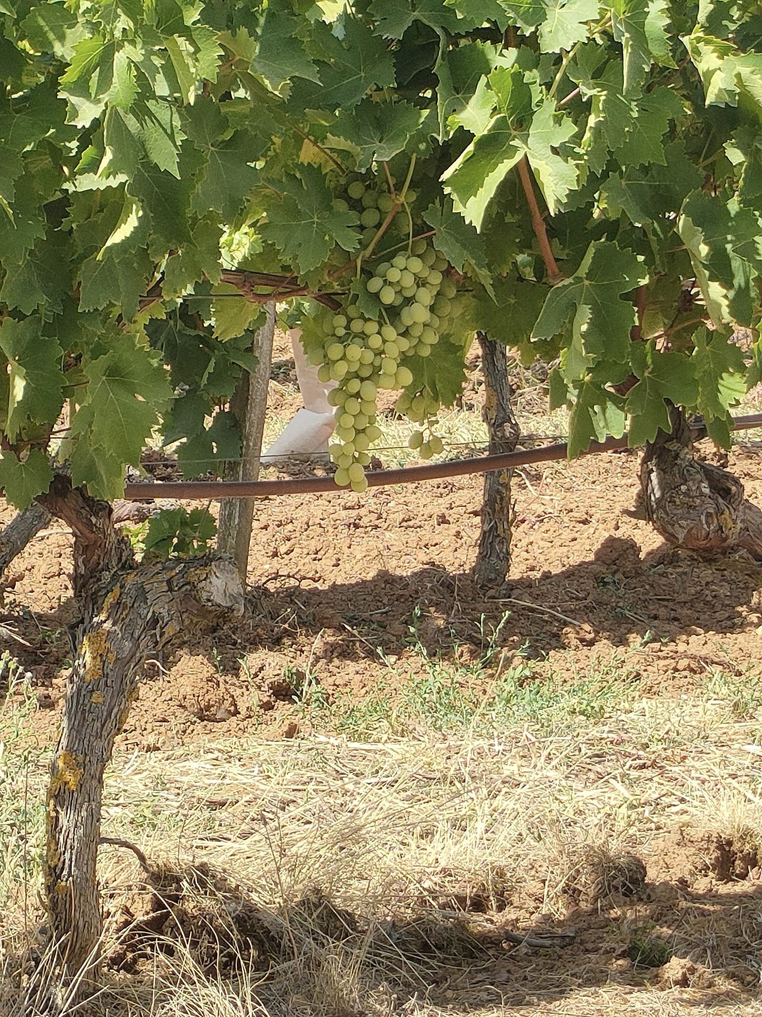 Domaine de la Roussille - photo 3