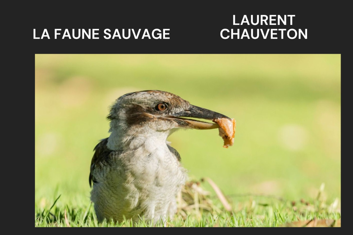 Exposition | Laurent CHAUVETON - Photographie