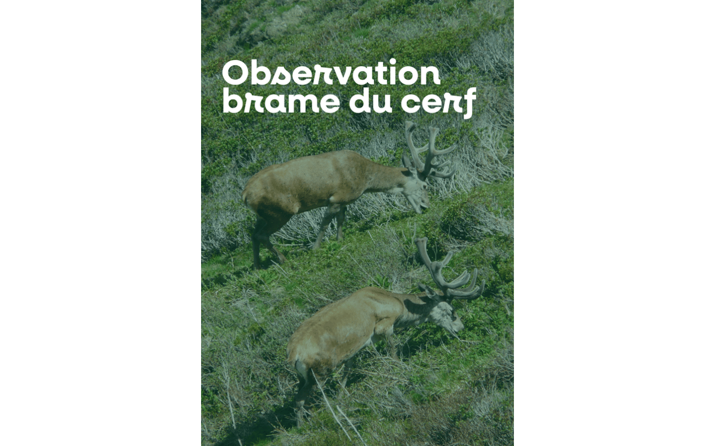 Sortie nature à l'écoute du brame du cerf