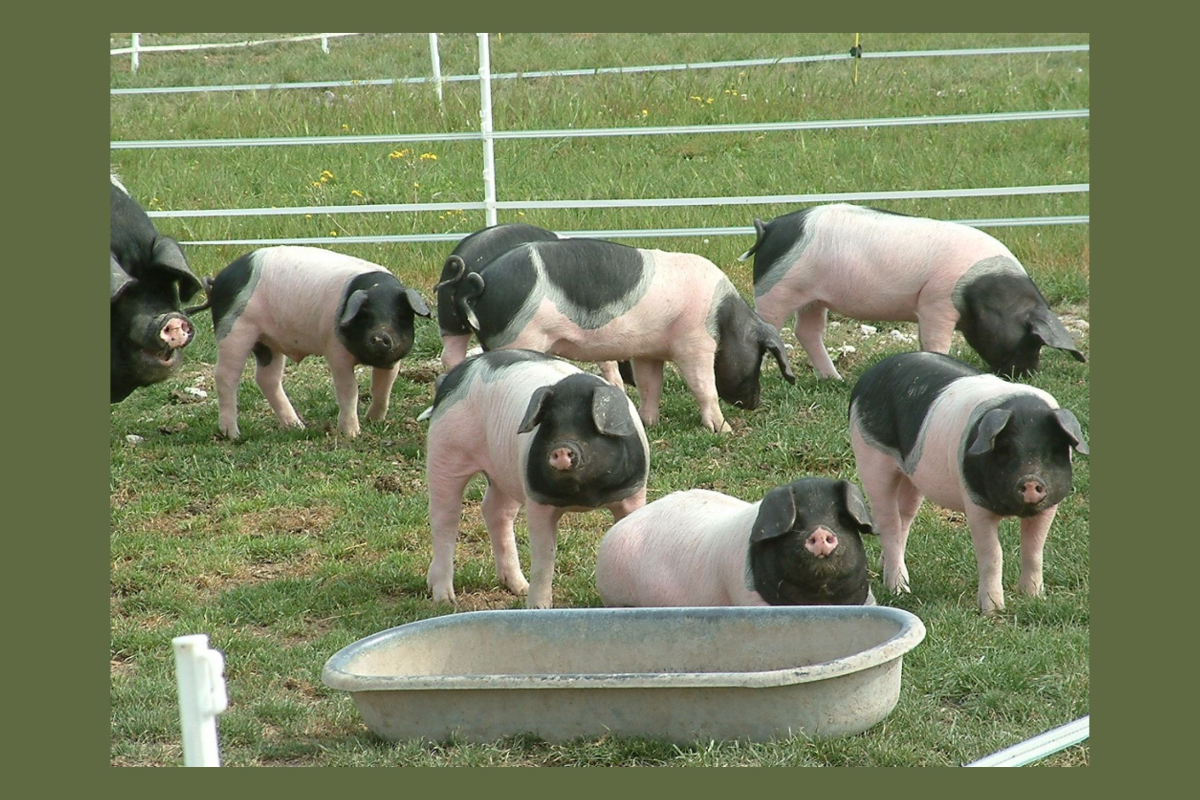 Aux Délices de la Ferme | EARL Famille Morris