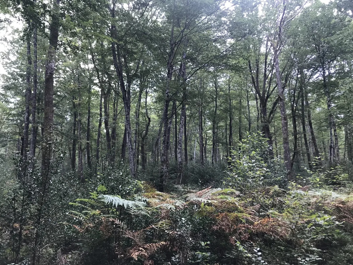 Forêt de Mirambel