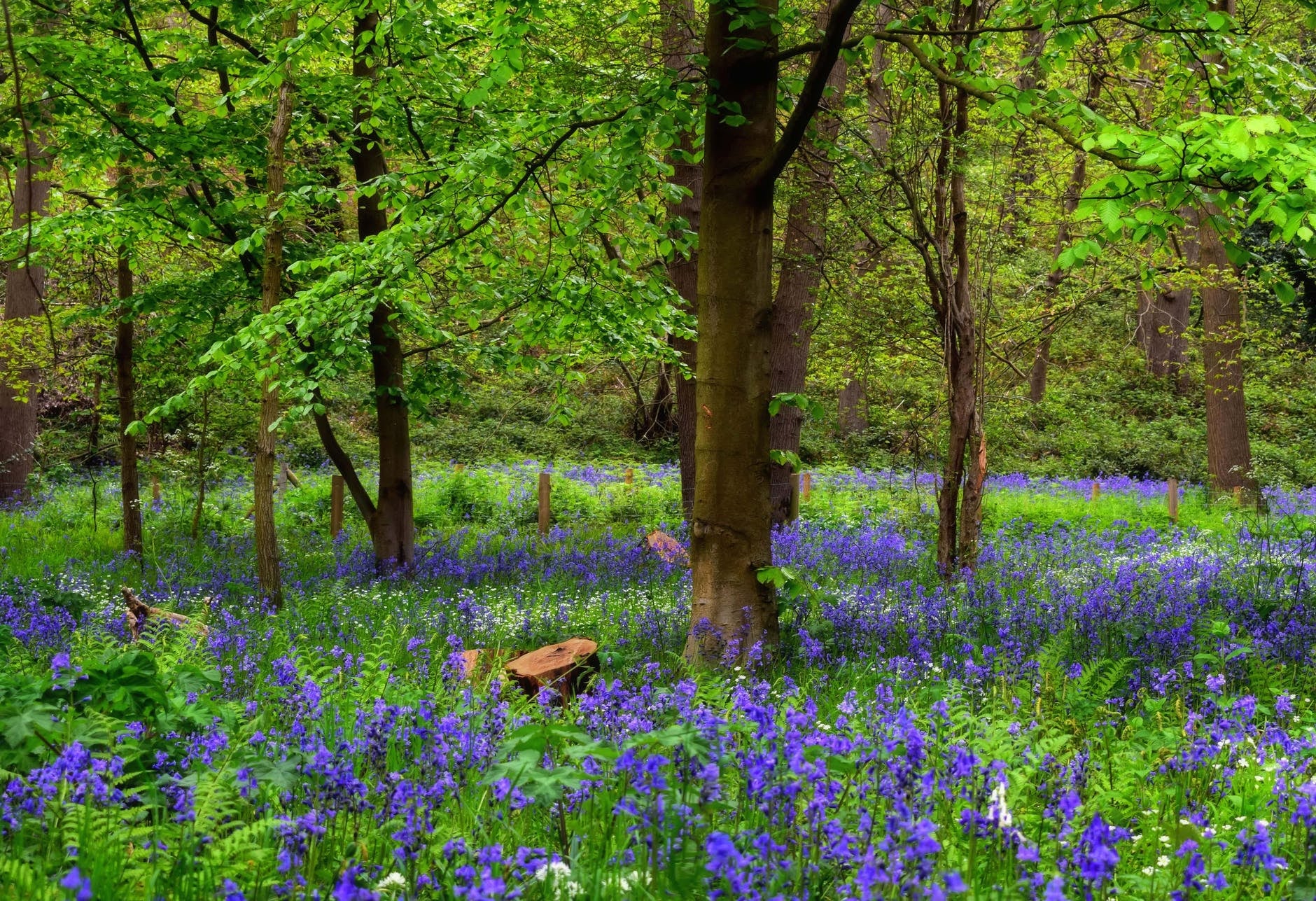 Forêt de Scévolles
