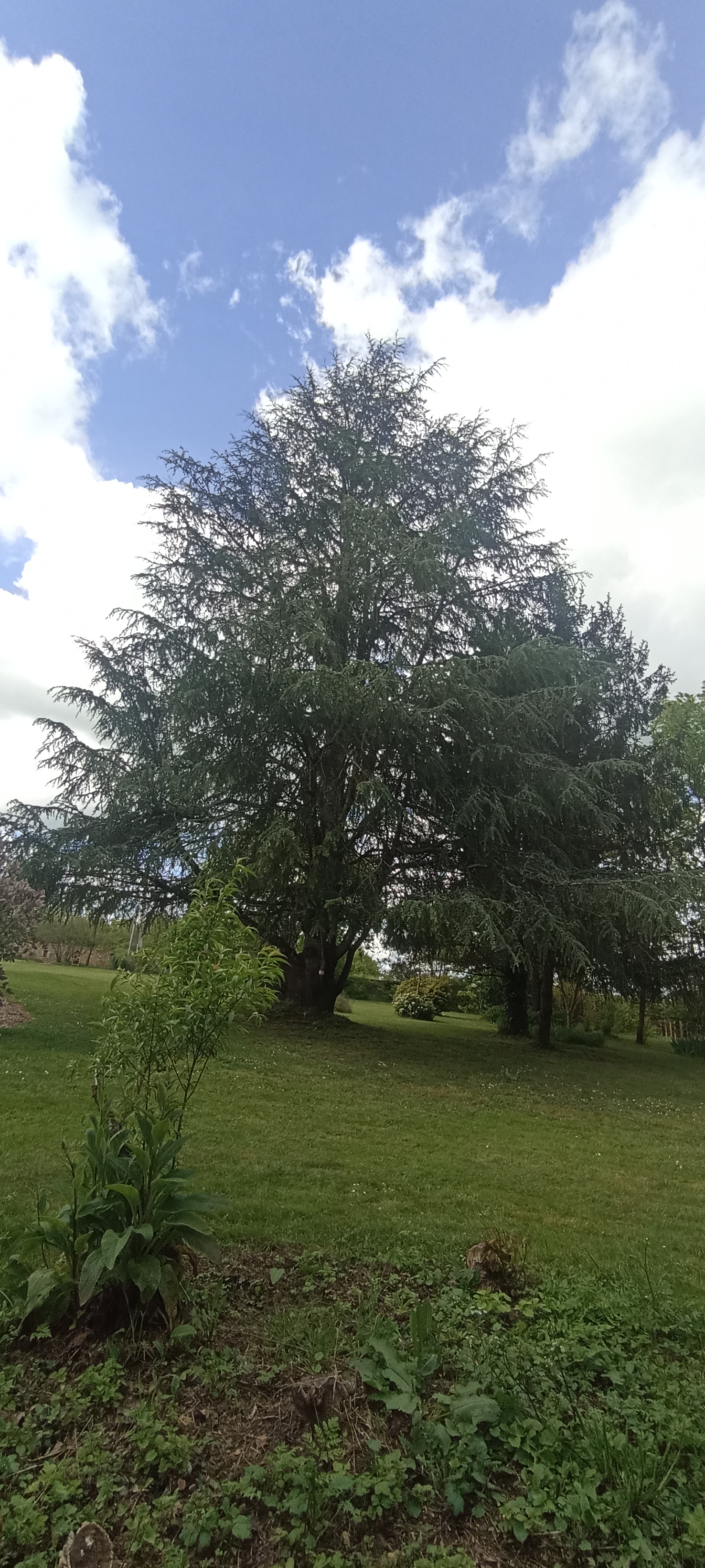 Le Ginkgo