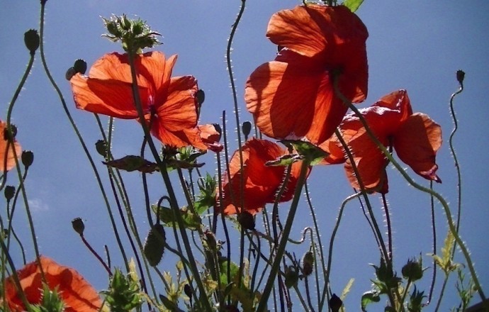 Gîte Les Coquelicots