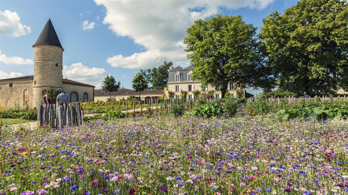 Affiche ou photo : Château Guiraud