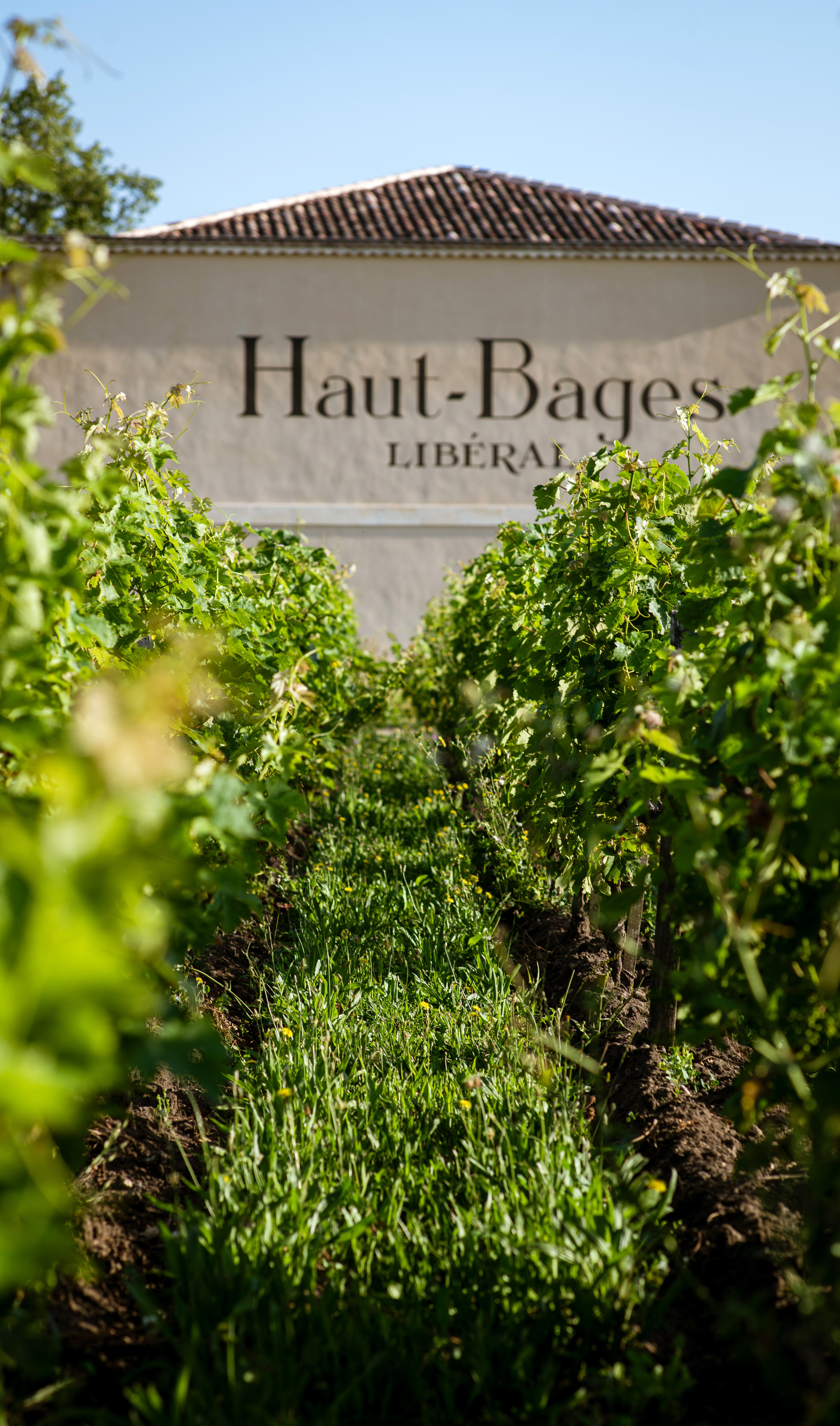 Château Haut-Bages Libéral