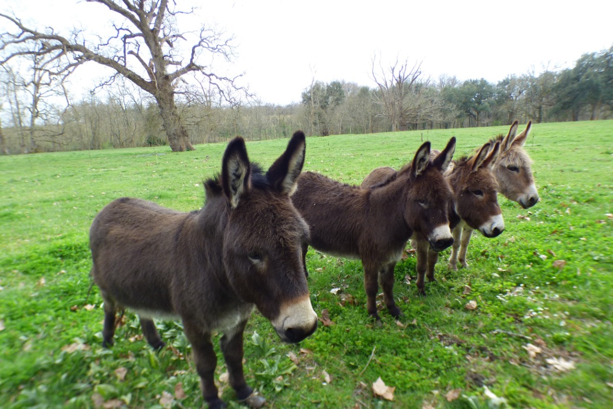 Les Buis Fleuris