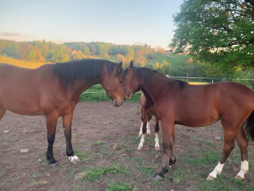 Le Haras des Star