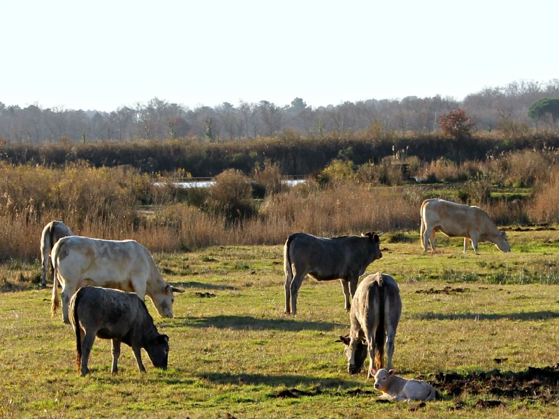 Domaine des 4 paysans