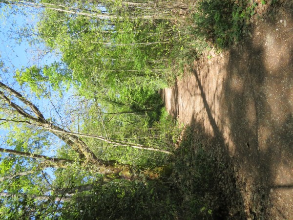 Balade à roulettes : La forêt du Taillan 1 - Impraticable