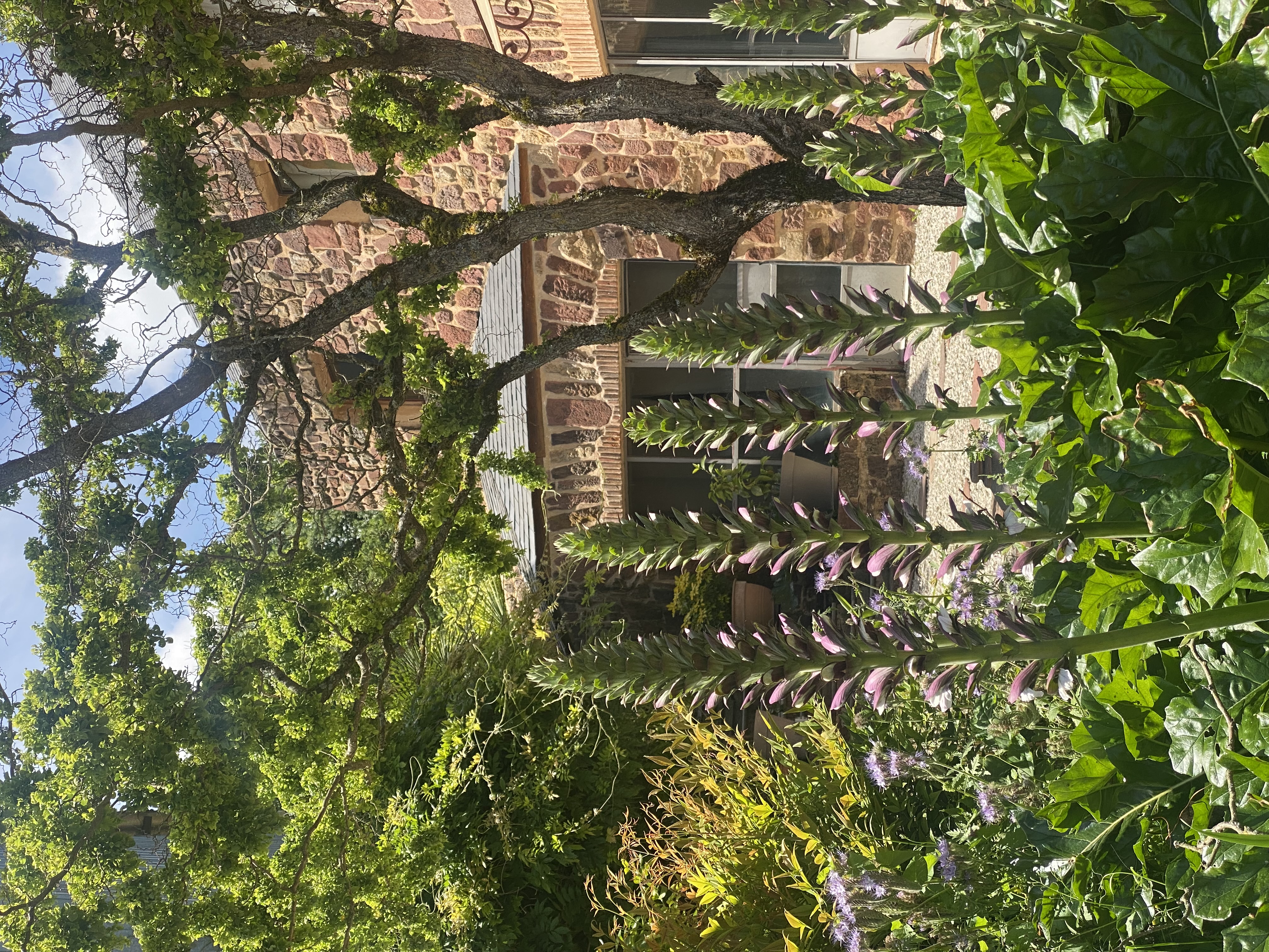 Le Palmier d'Alice