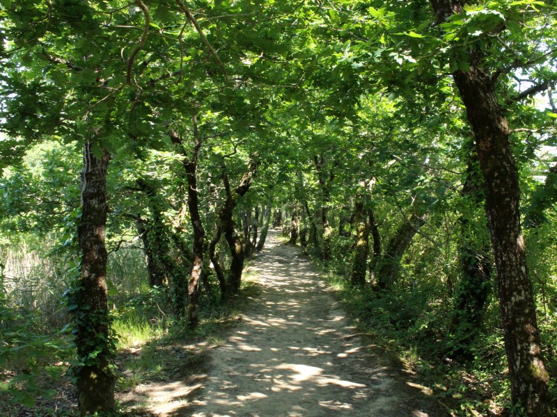 chêne pédonculé 