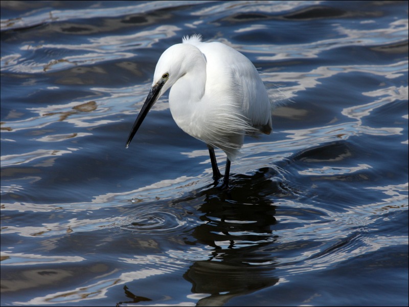 Aigrette