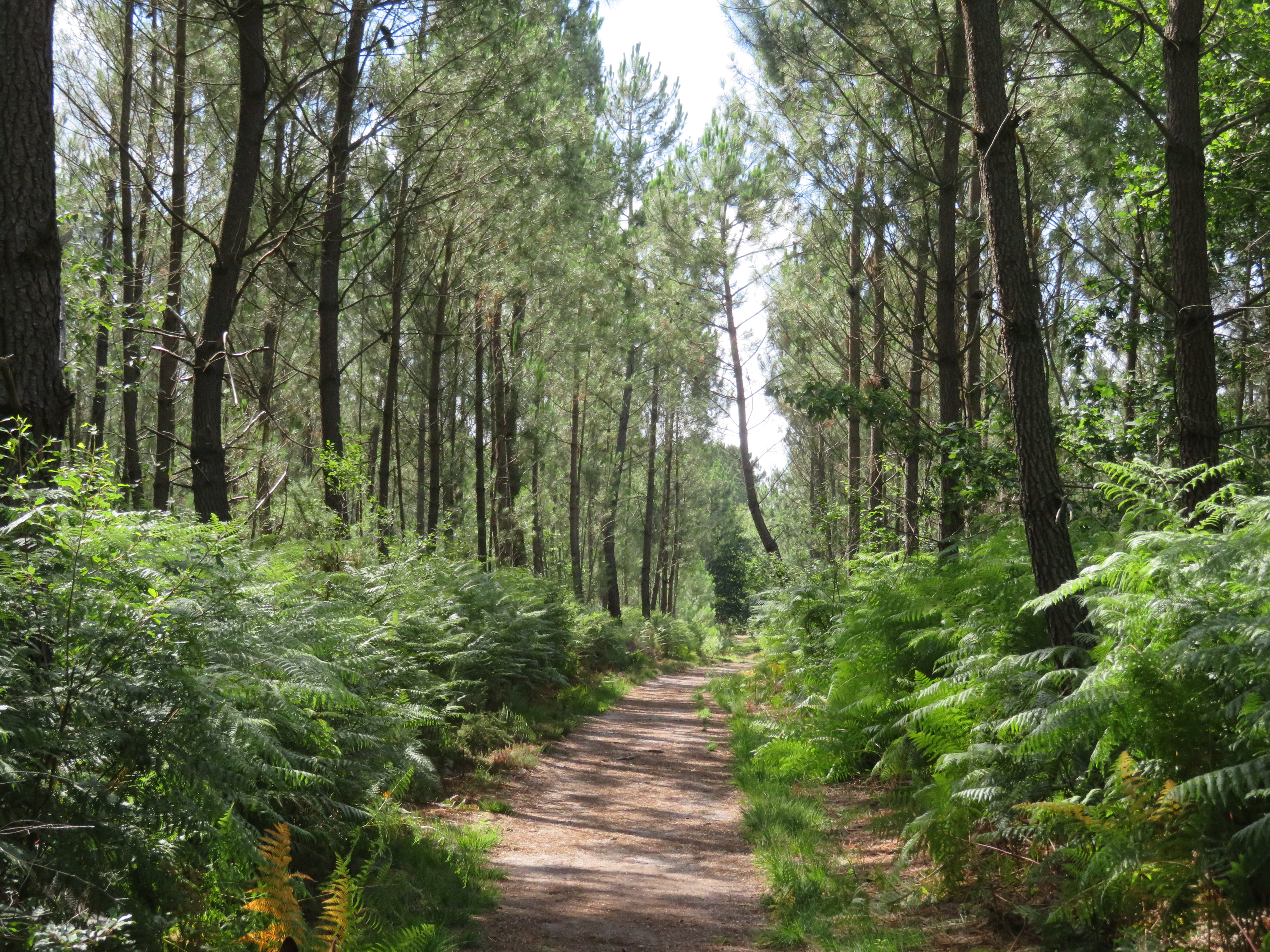 Balade à roulettes : Corbiac, la forêt de Saint-Médard-en-Jalles 1 - Impraticable