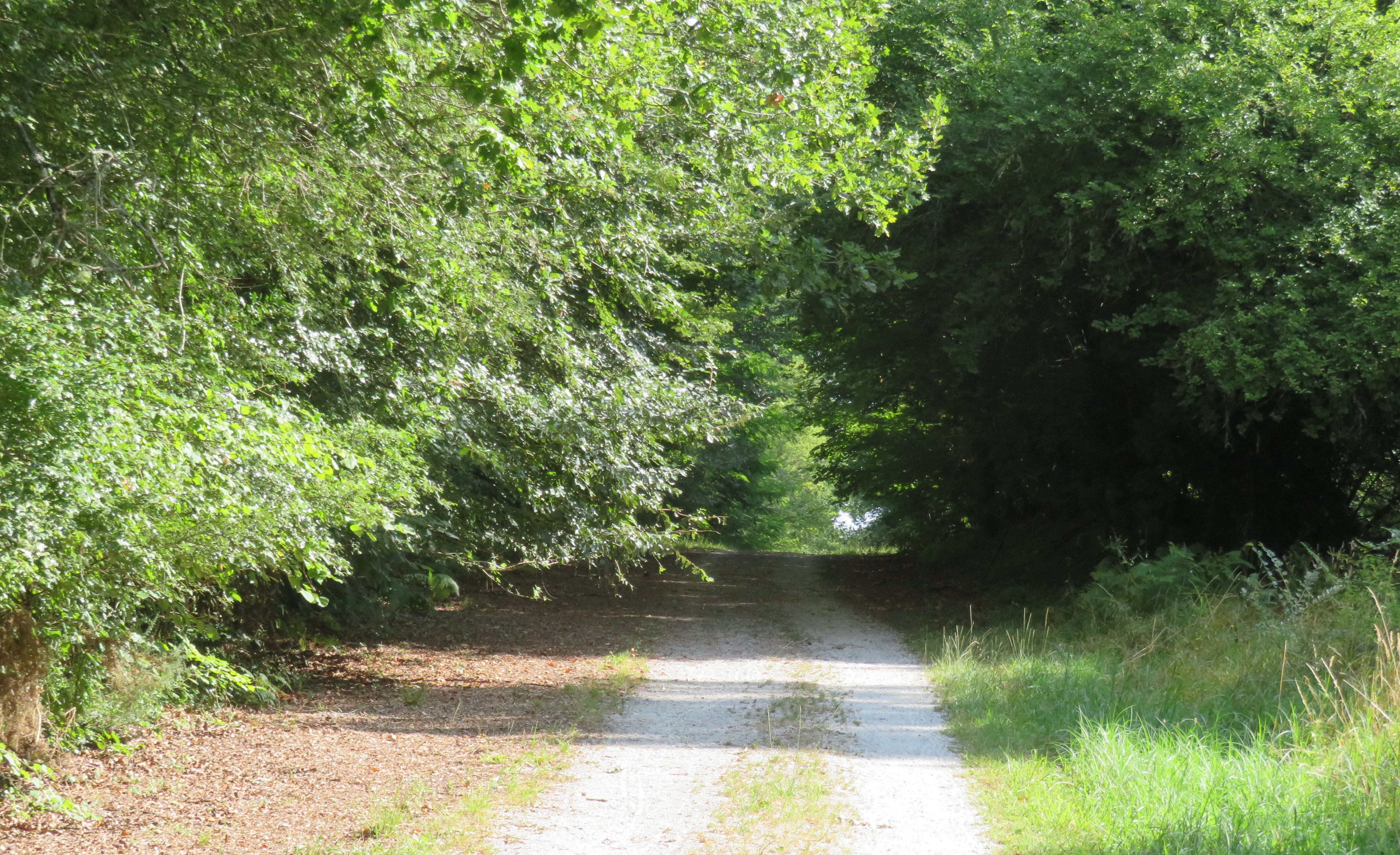 Balade à roulettes : Isaac, forêt de Saint-Médard-en-Jalles - Impraticable