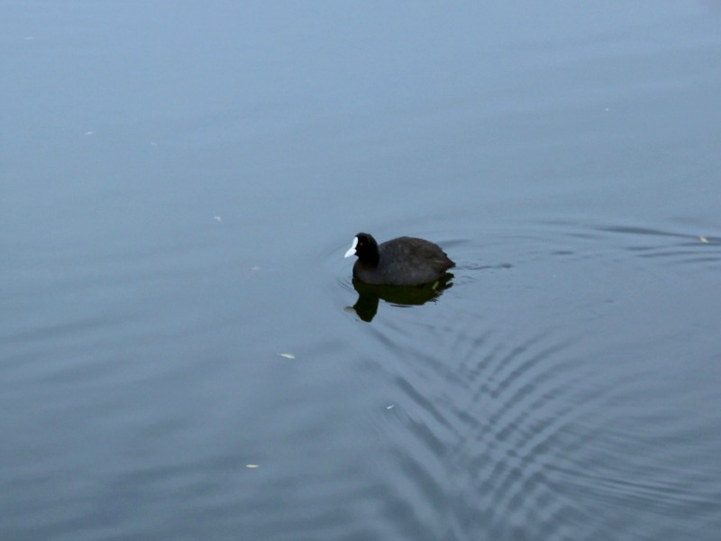 Foulque macroule