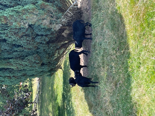Le Petit Gîte Creusois