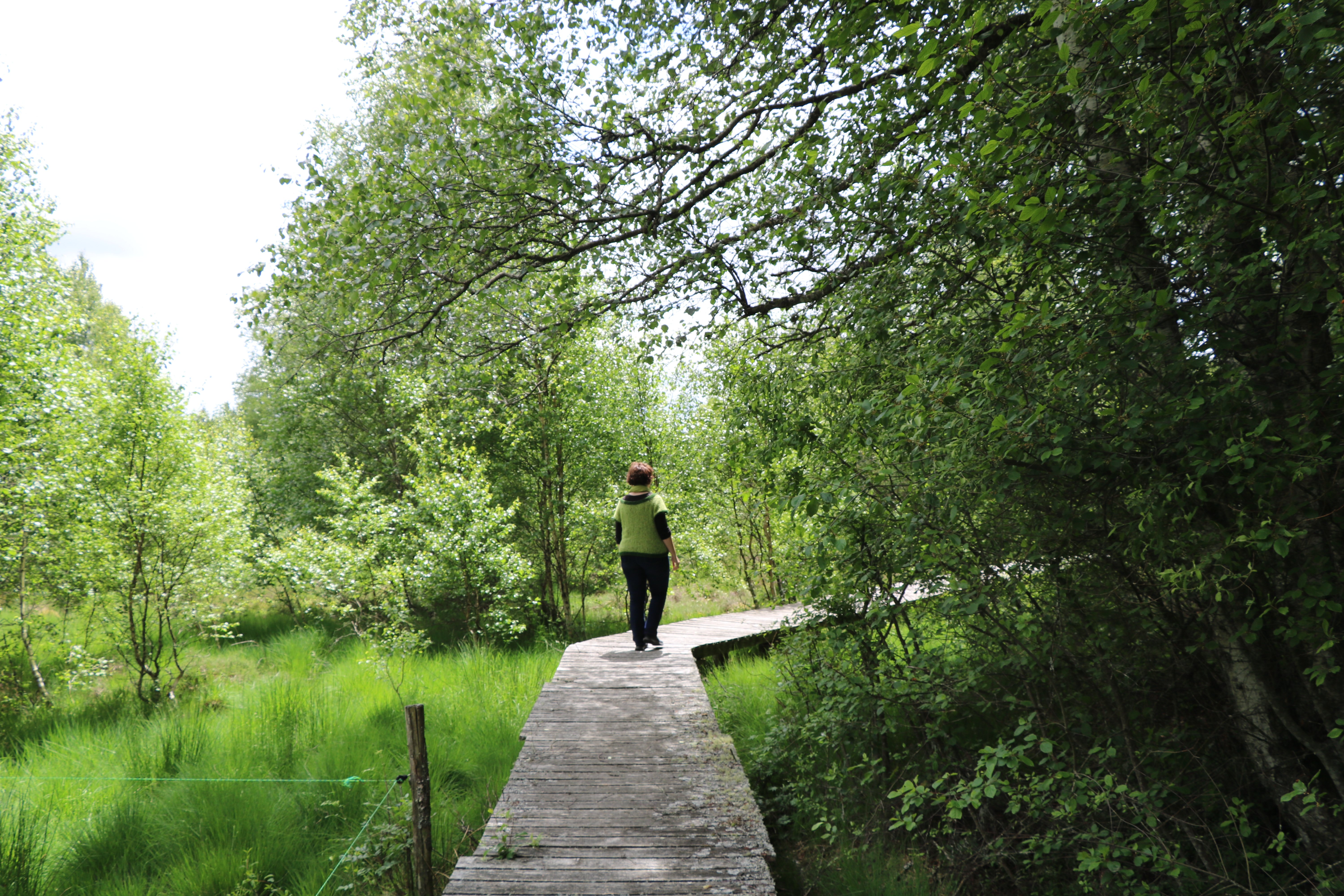 Chemin de découverte de la tourbière de Négarioux-Malsagne