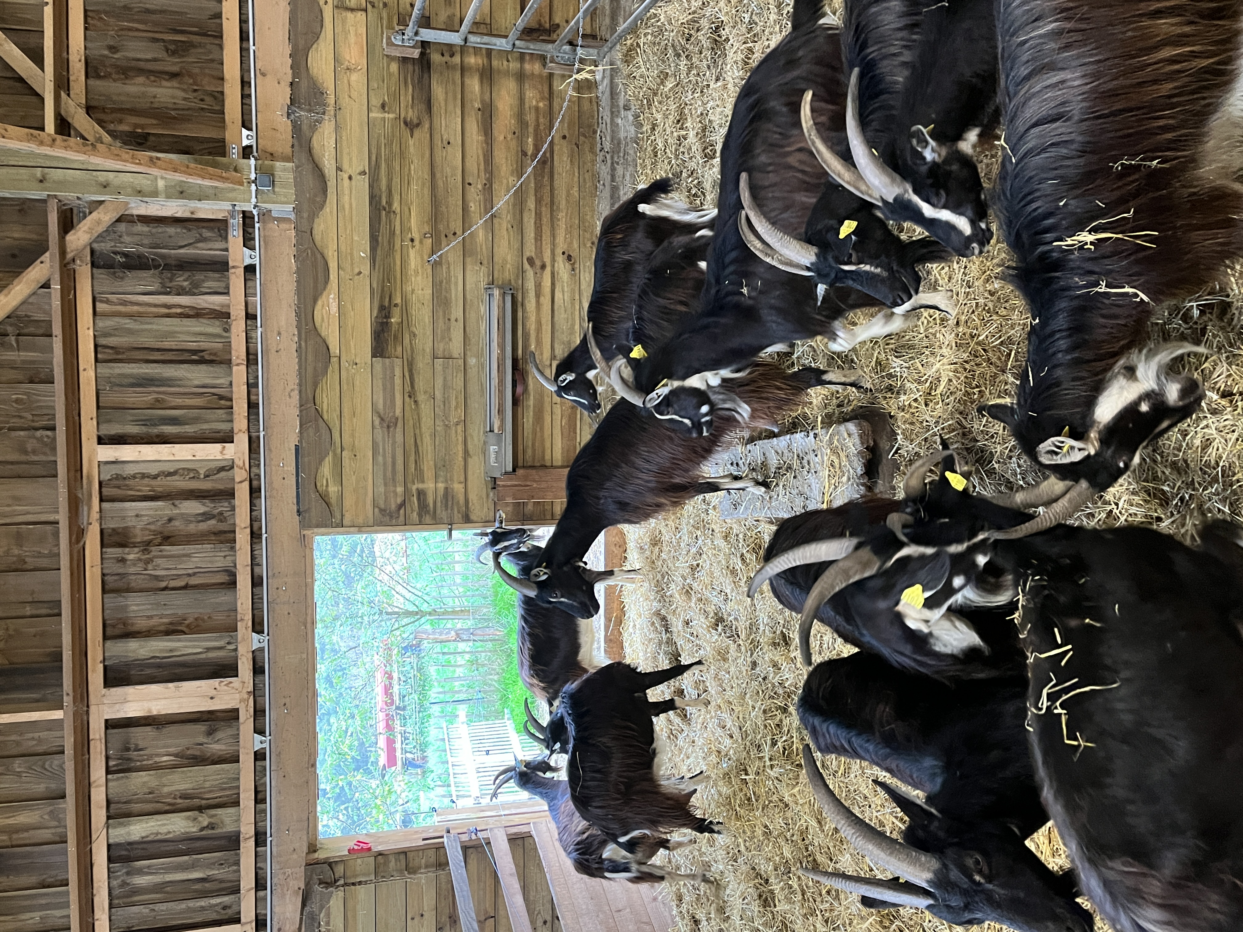Visite de la ferme de la Bonnellerie