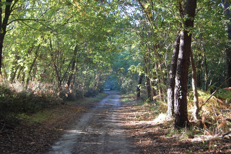 A Saint-Julien-en-Born, circuit du Courant de Contis et de la Plaine de Sable Blanc