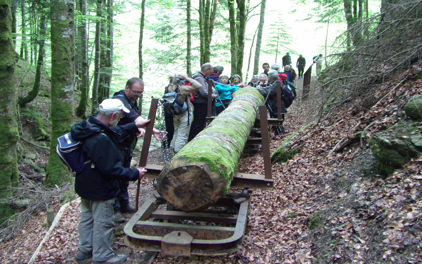Sortie nature CPIE Pays Basque : La fabuleuse histoire de la forêt d’Iraty