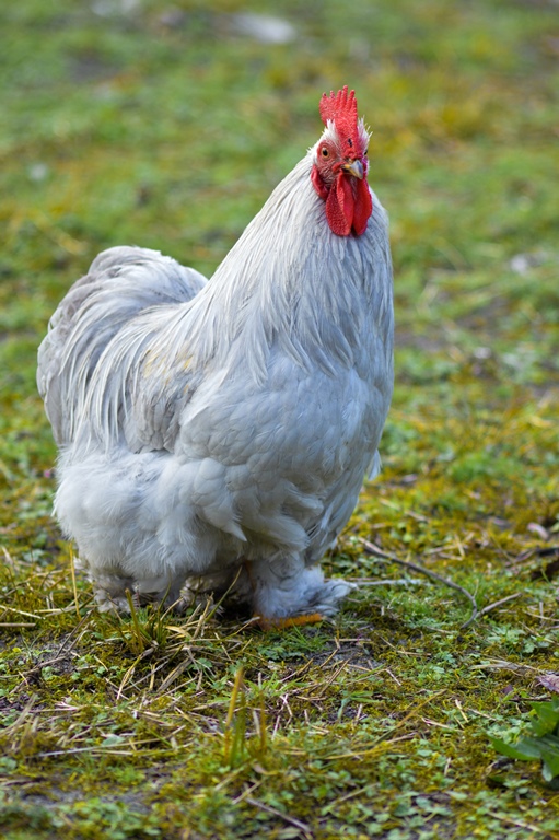 Camping à la ferme Coussoulat
