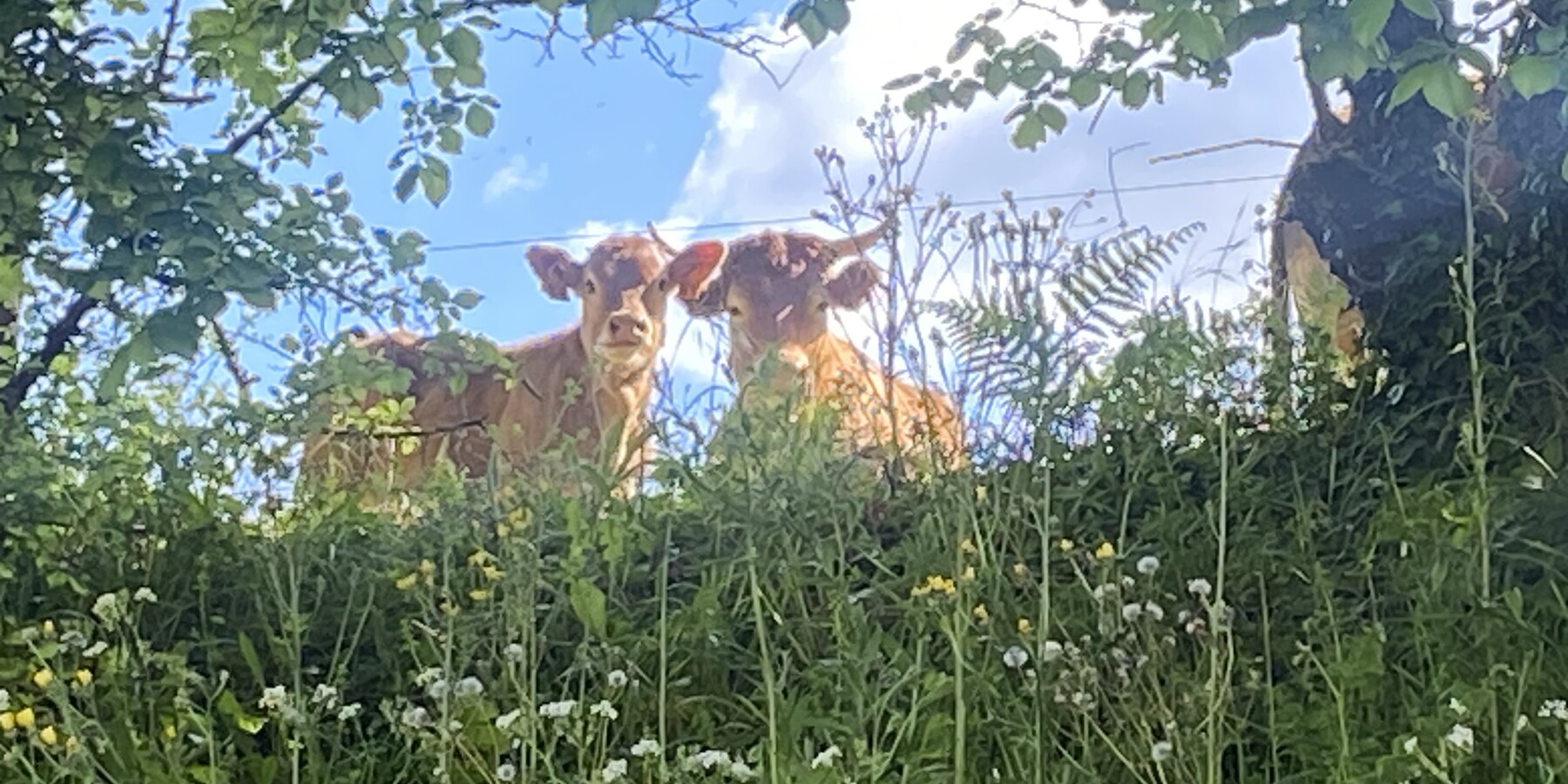 La belle Campagne