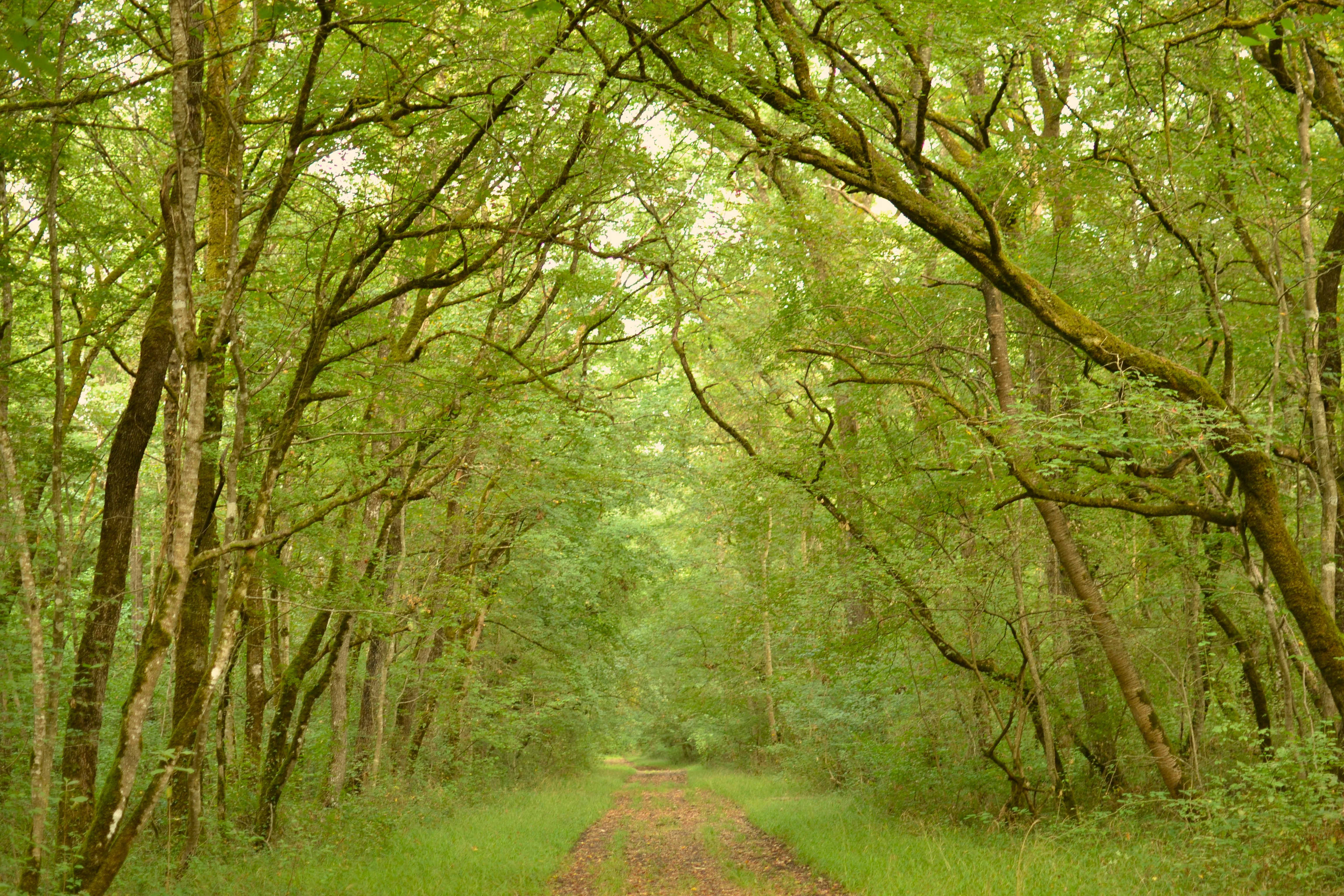 La ronde des moines en forêt de Chizé - Chizé