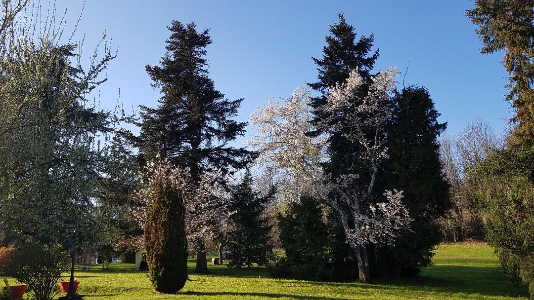 Le Cèdre