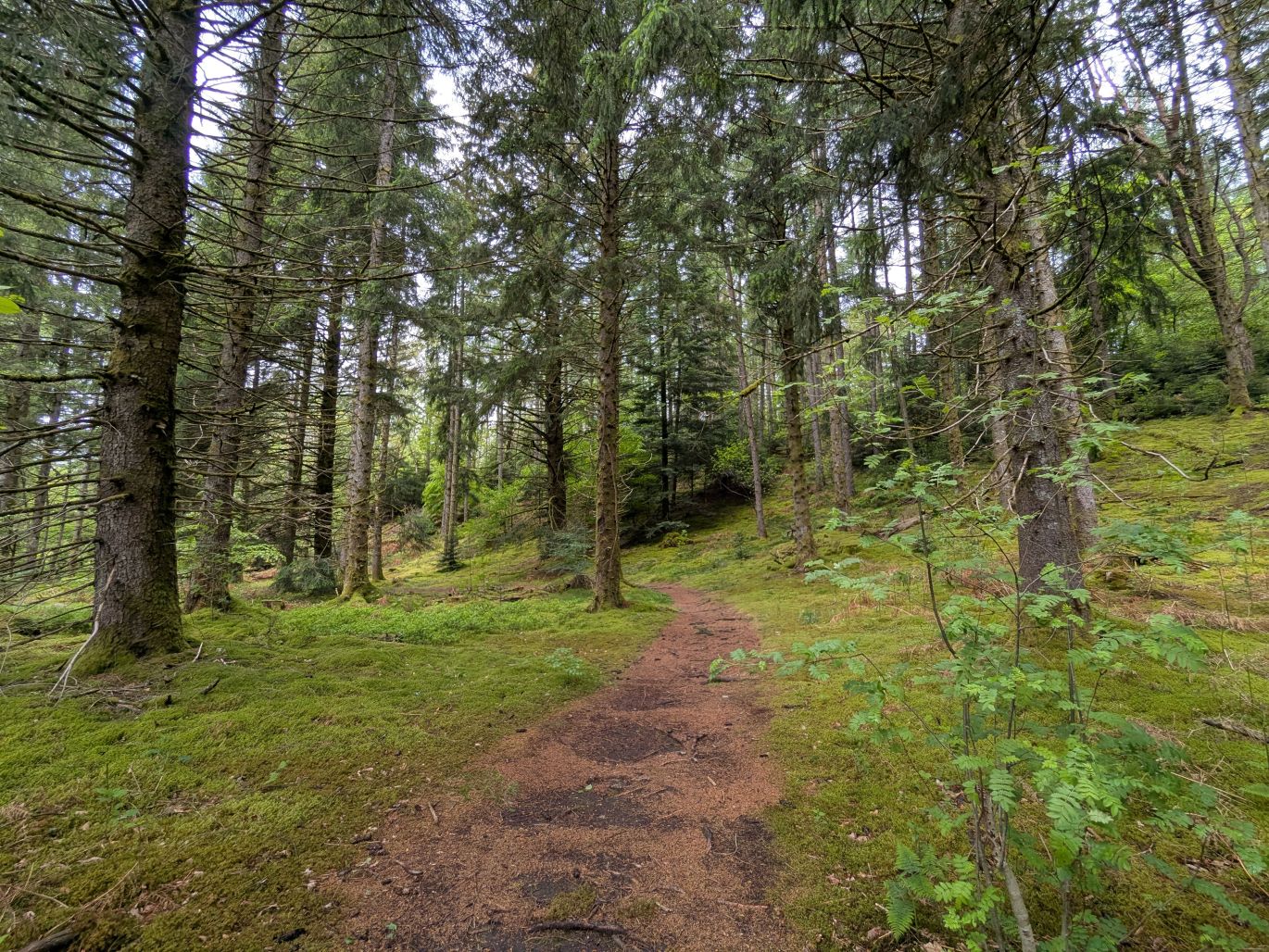Trail de Bugeat : La Boucle des myrtilles