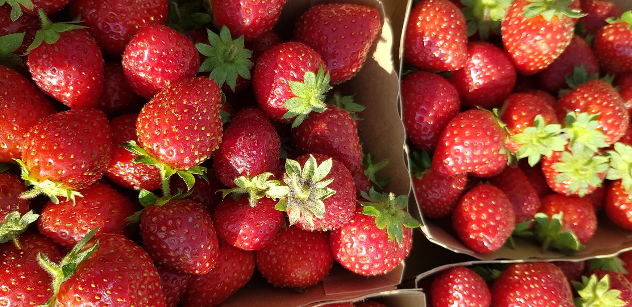 Les Fraises de Marine & Pierre - photo 1