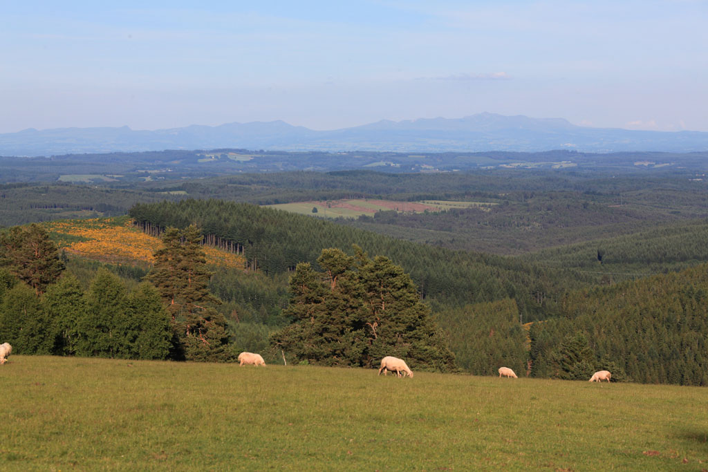 VTT - Gravel - Monts et bruyères - 16 km - circuit 8