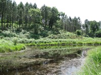 Le marais du Plata