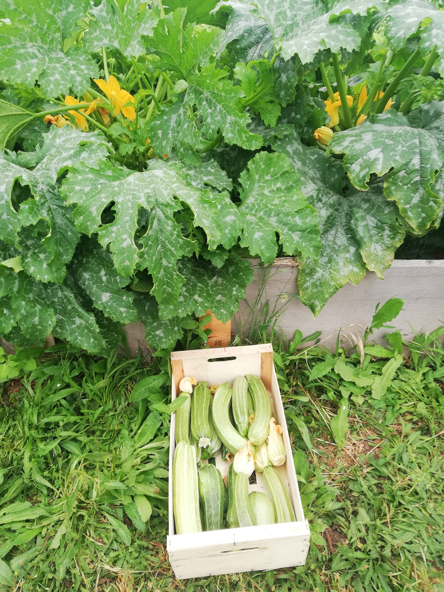 Martine à la ferme2