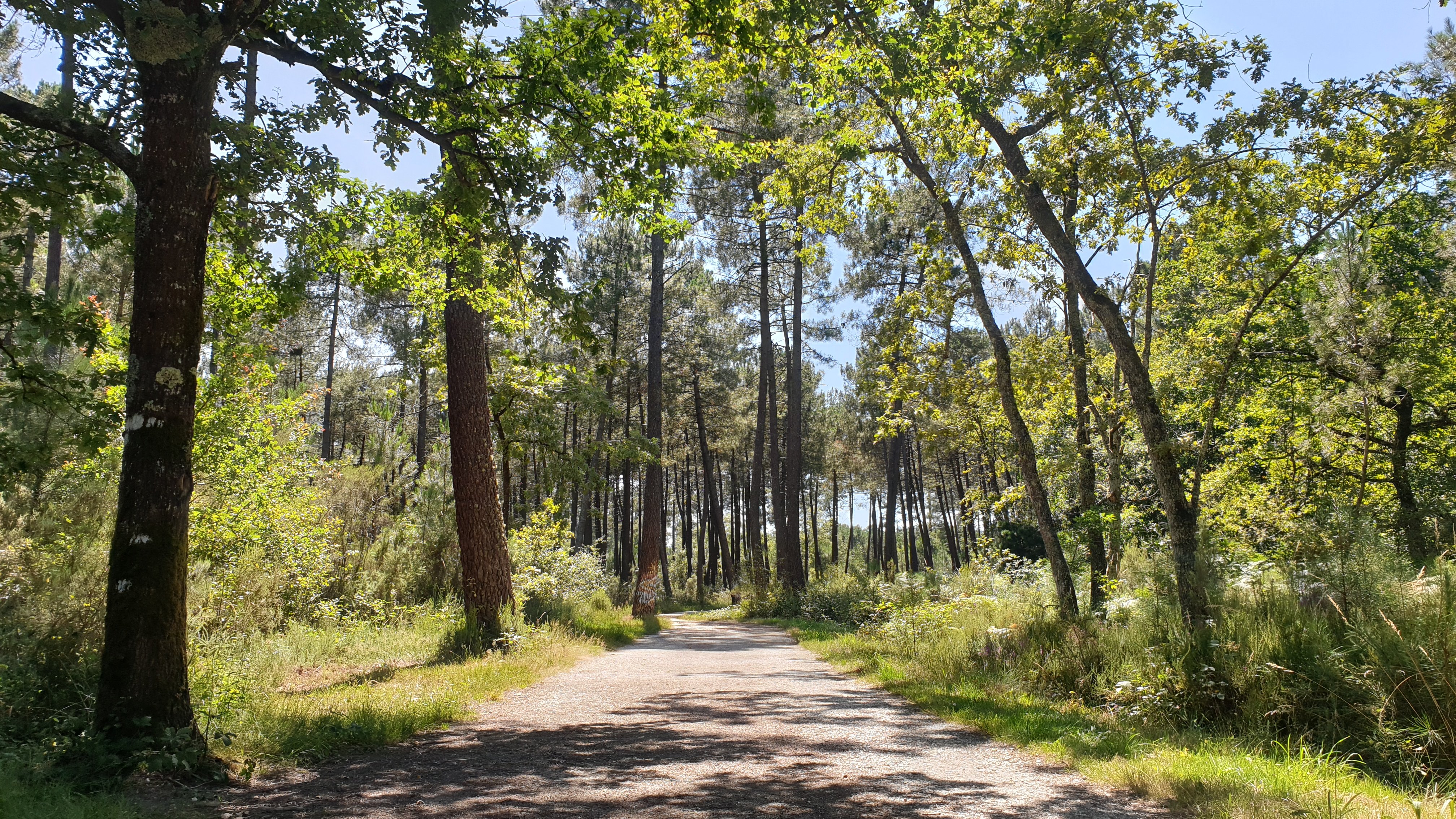 Balade à roulettes : Forêt de Migelane - La balade géologique