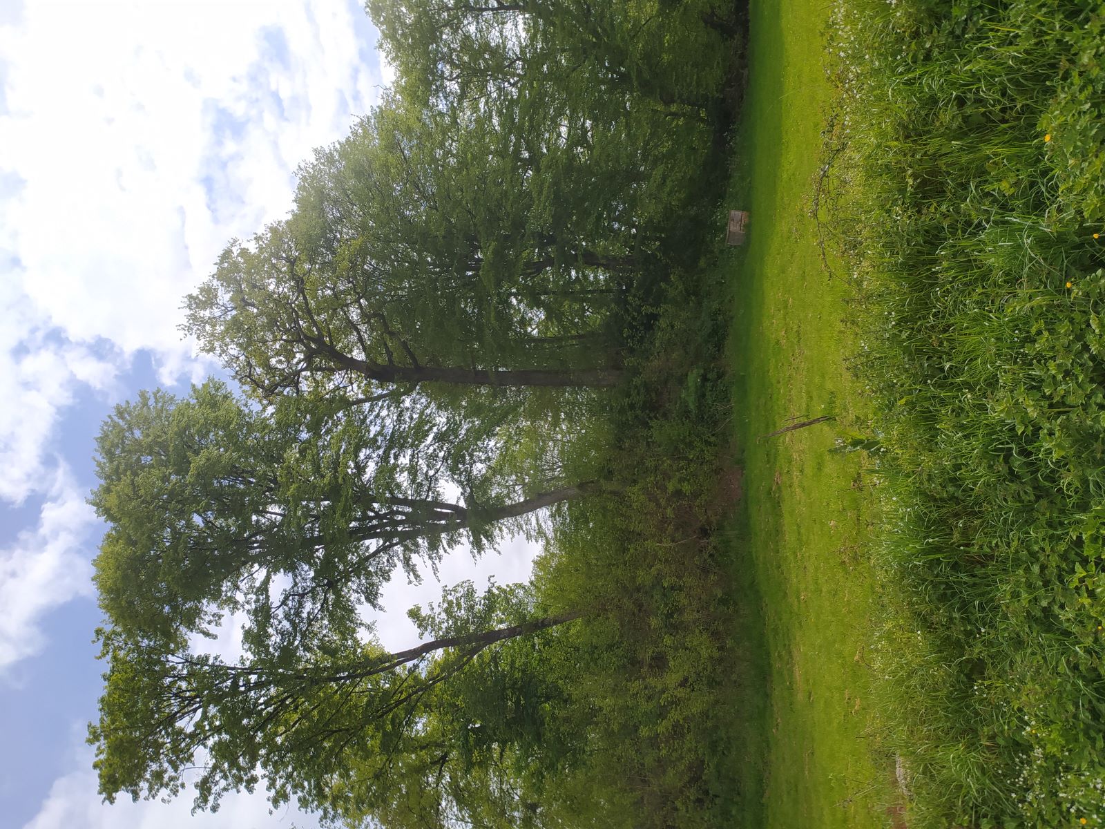Motte féodale