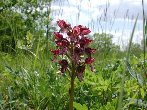 Orchidées des coteaux de l'Albret