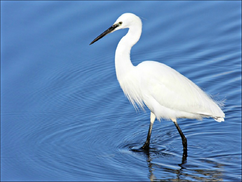 Aigrette