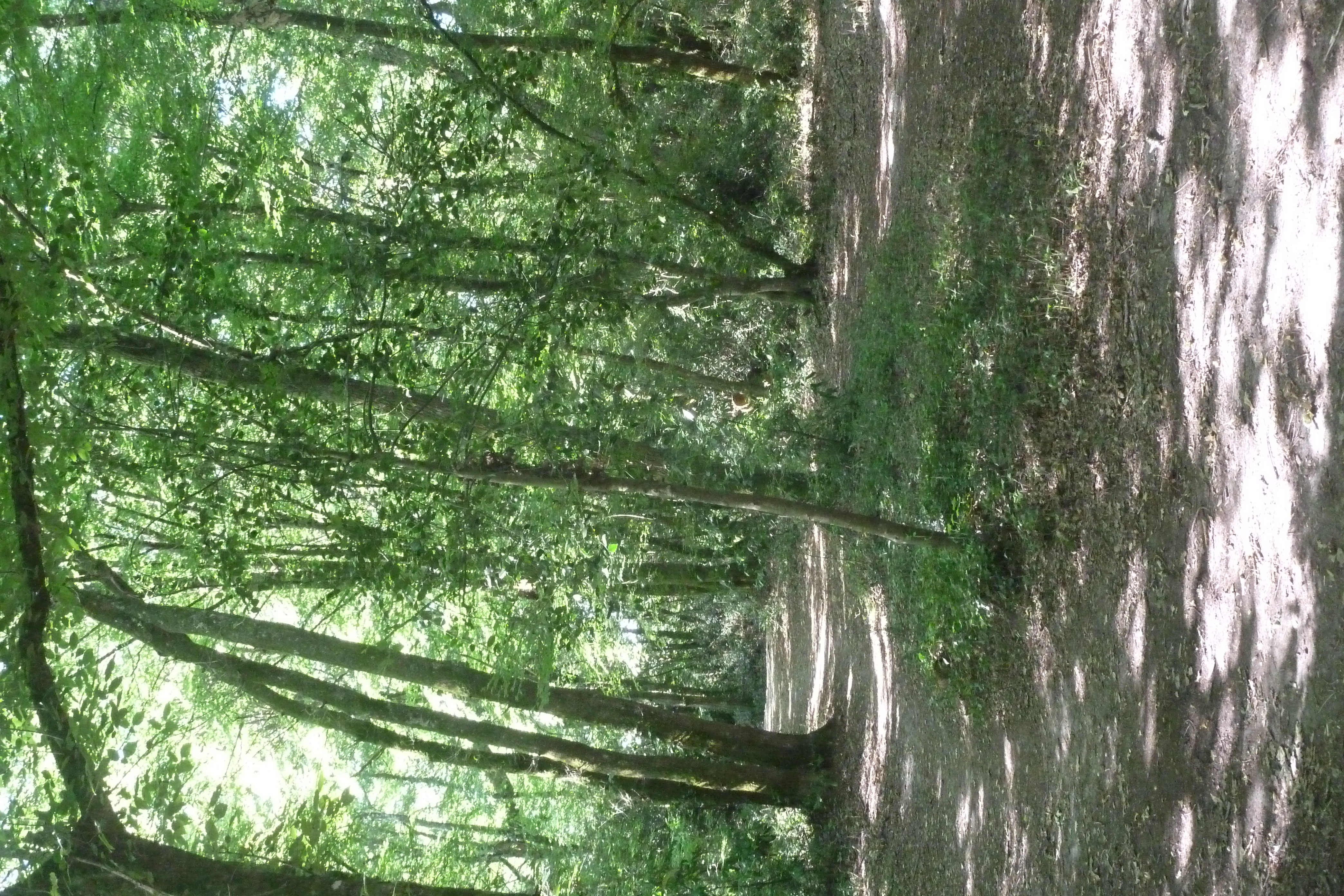 Balade à roulettes : Bois de Laburthe - Impraticable