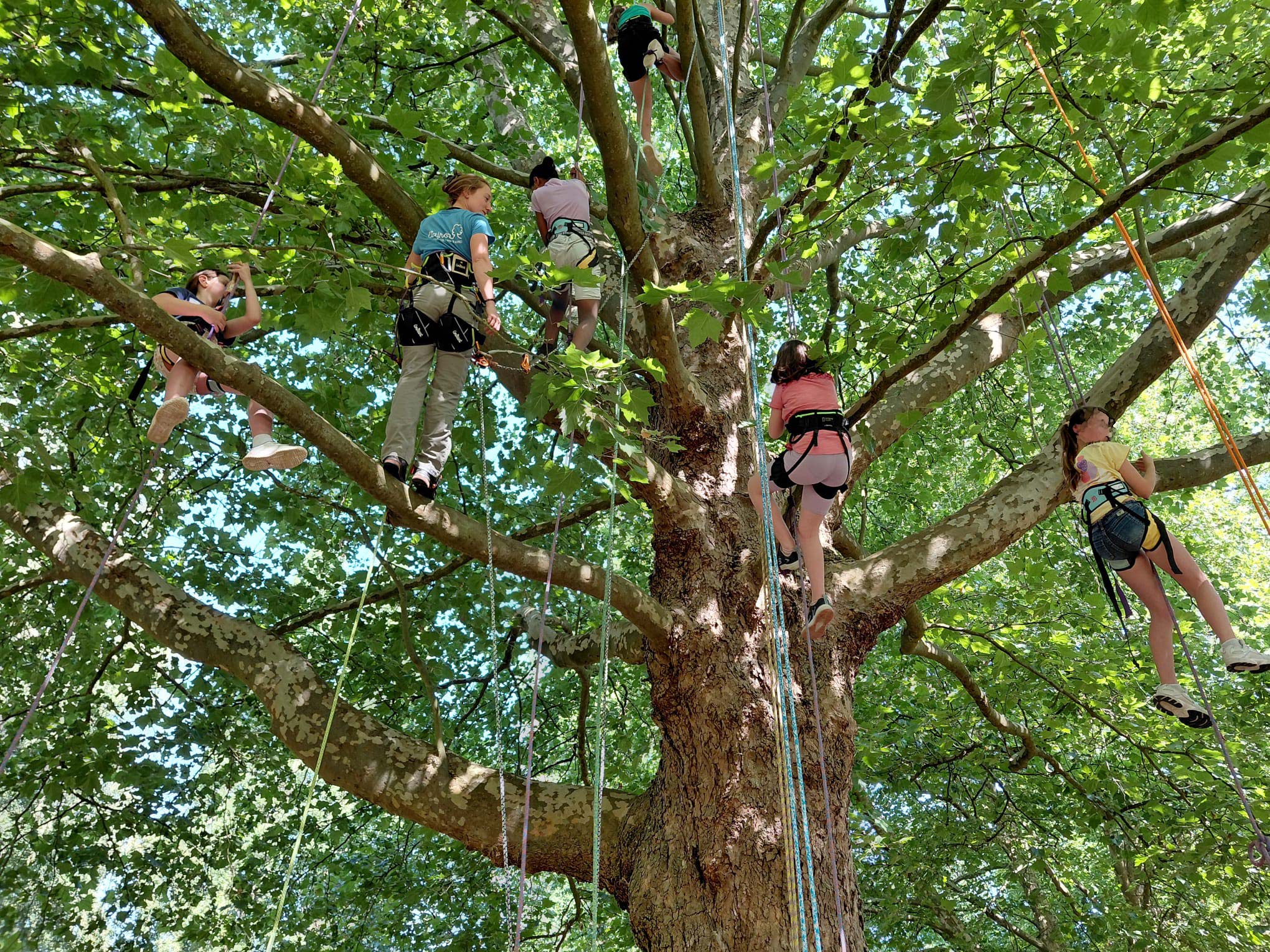 Stage de grimpe d'arbres