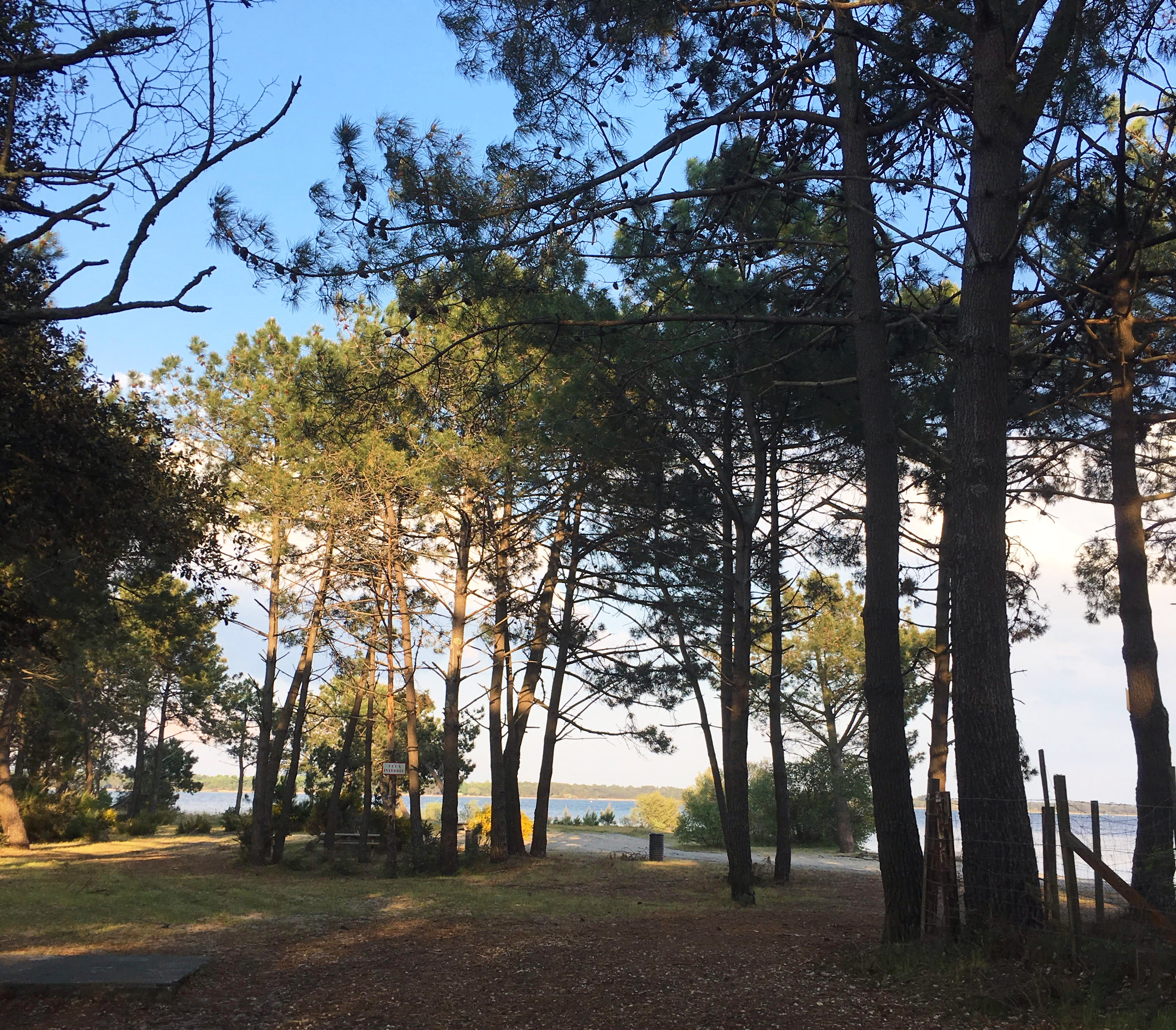 Sentier des chevreuils sportifs - Réserve Naturelle de Hourtin