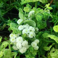 Plant d'Avenir